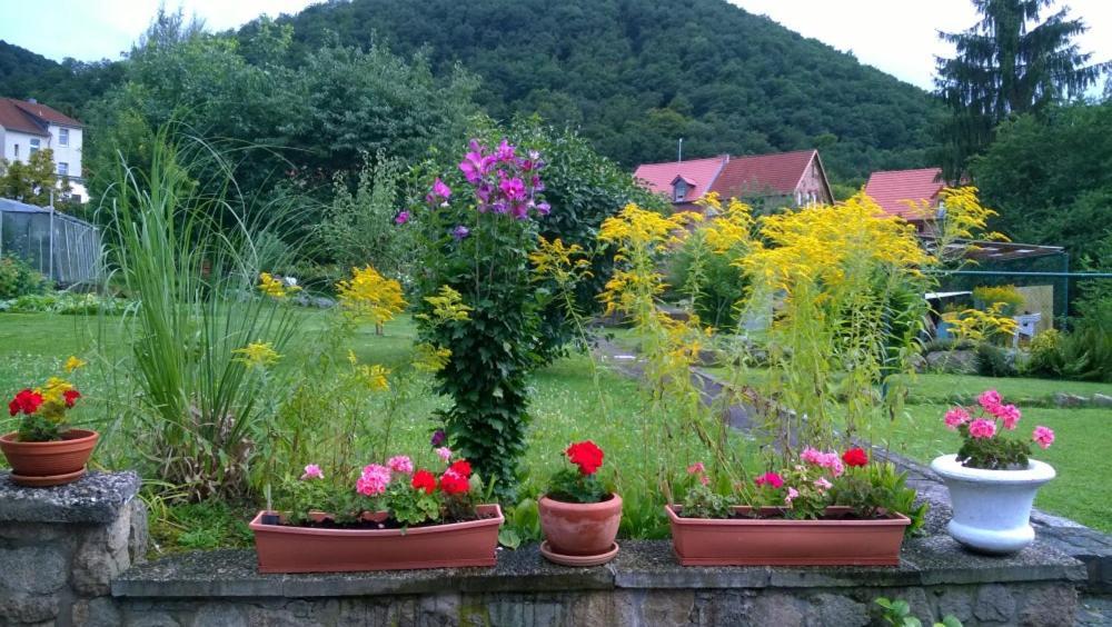 Ferienwohnung Bergblick - Inklusive Bodetal Therme Thale Esterno foto
